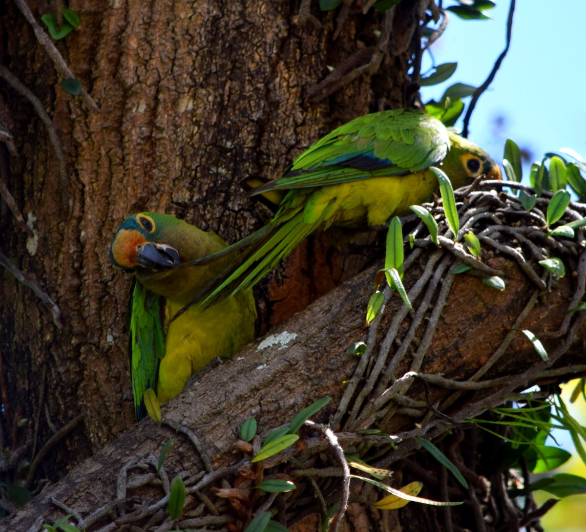 Peach-fronted Parakeet - ML644408280