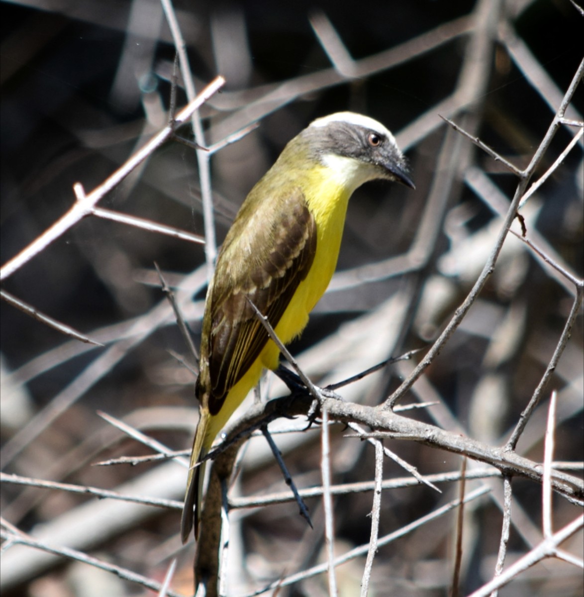 アカボウシヒタキモドキ - ML644408285