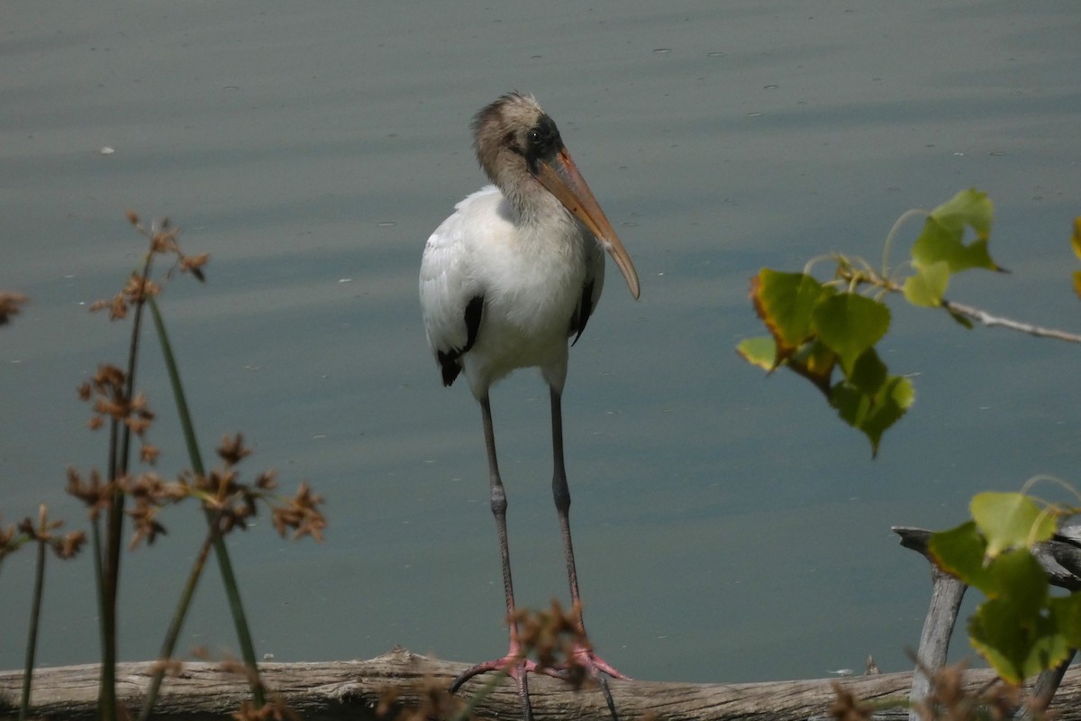 Wood Stork - ML644408286