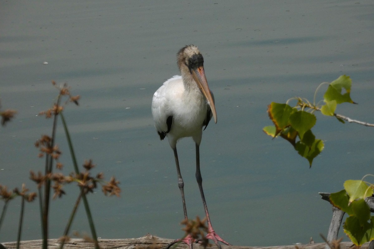 Wood Stork - ML644408287