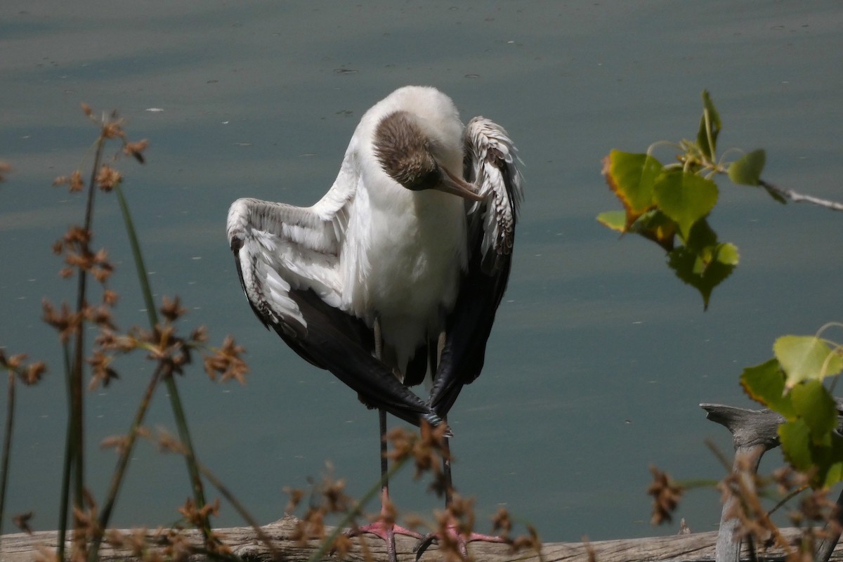 Wood Stork - ML644408288