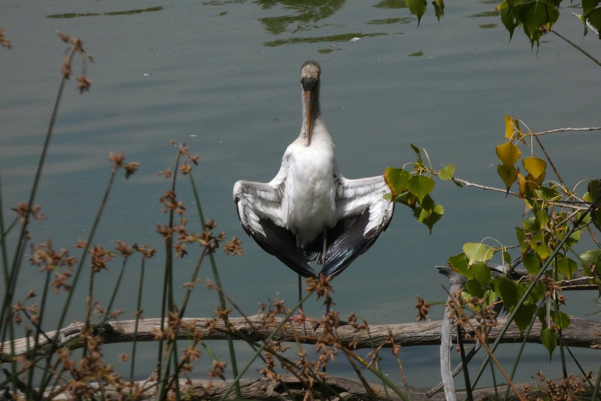 Wood Stork - ML644408289