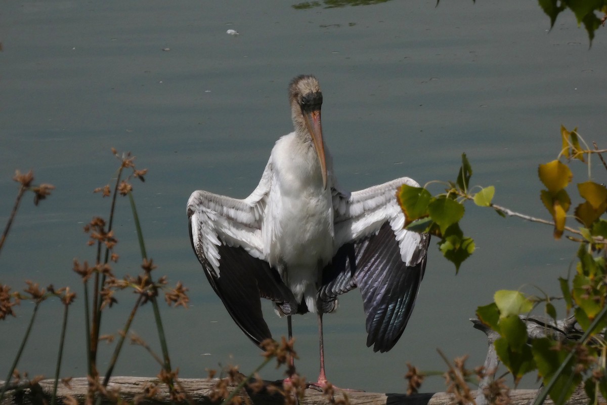 Wood Stork - ML644408290