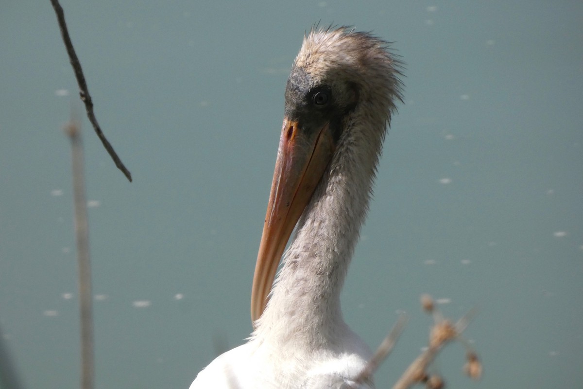 Wood Stork - ML644408291