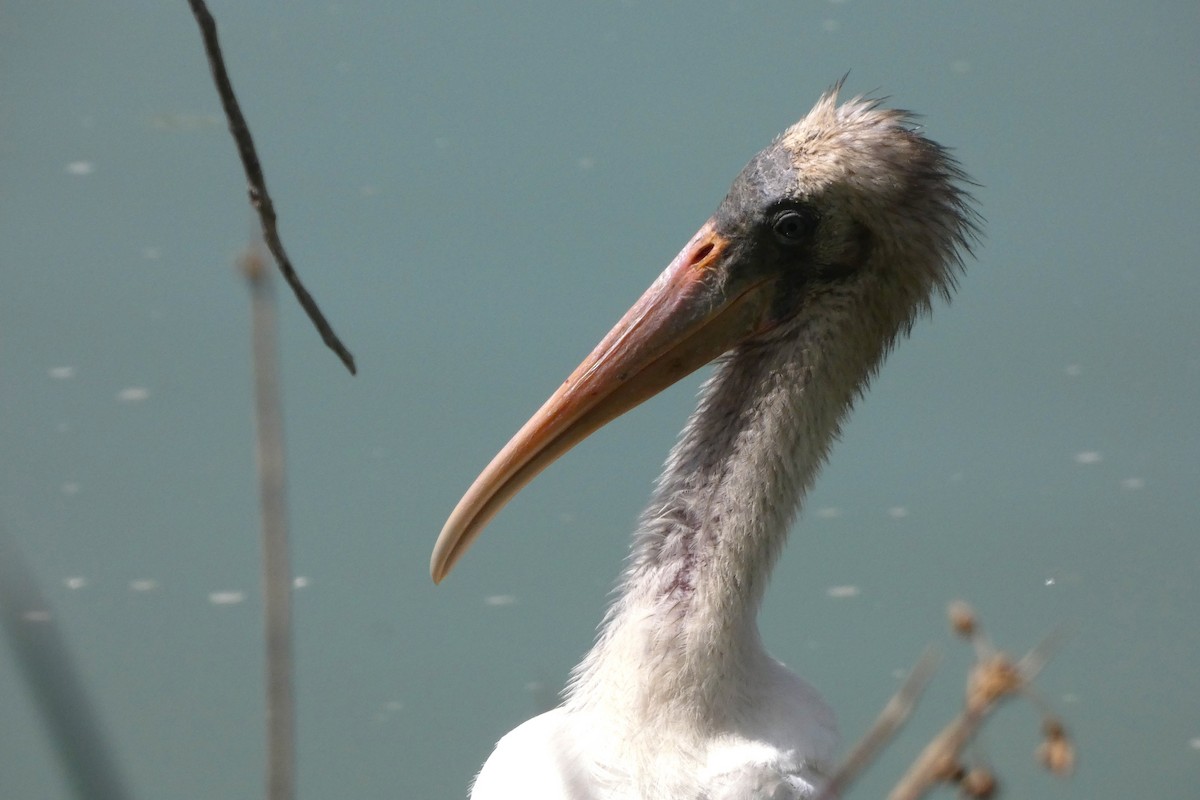 Wood Stork - ML644408292