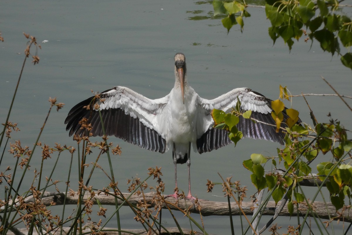 Wood Stork - ML644408293