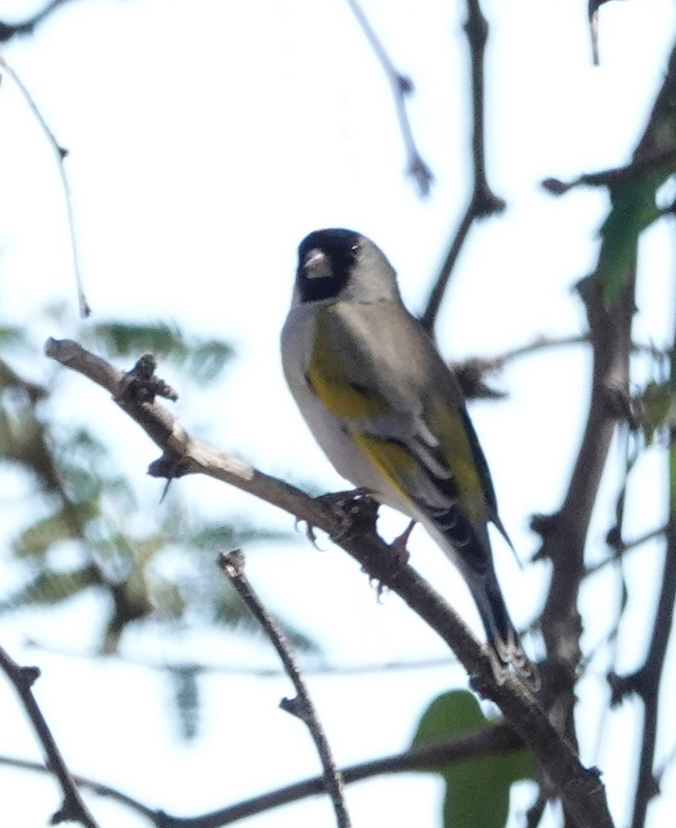 Lawrence's Goldfinch - ML644408294