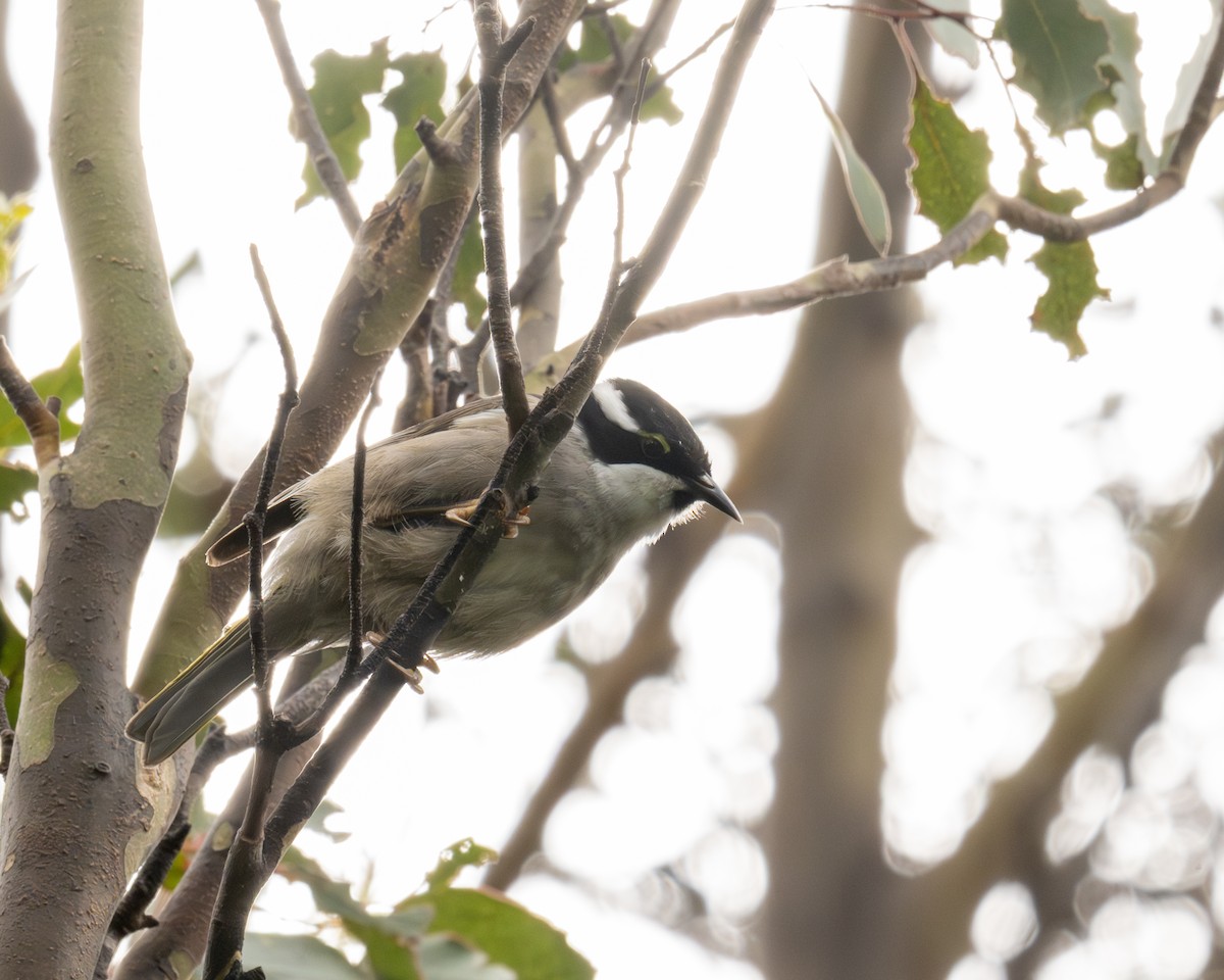 Strong-billed Honeyeater - ML644408299