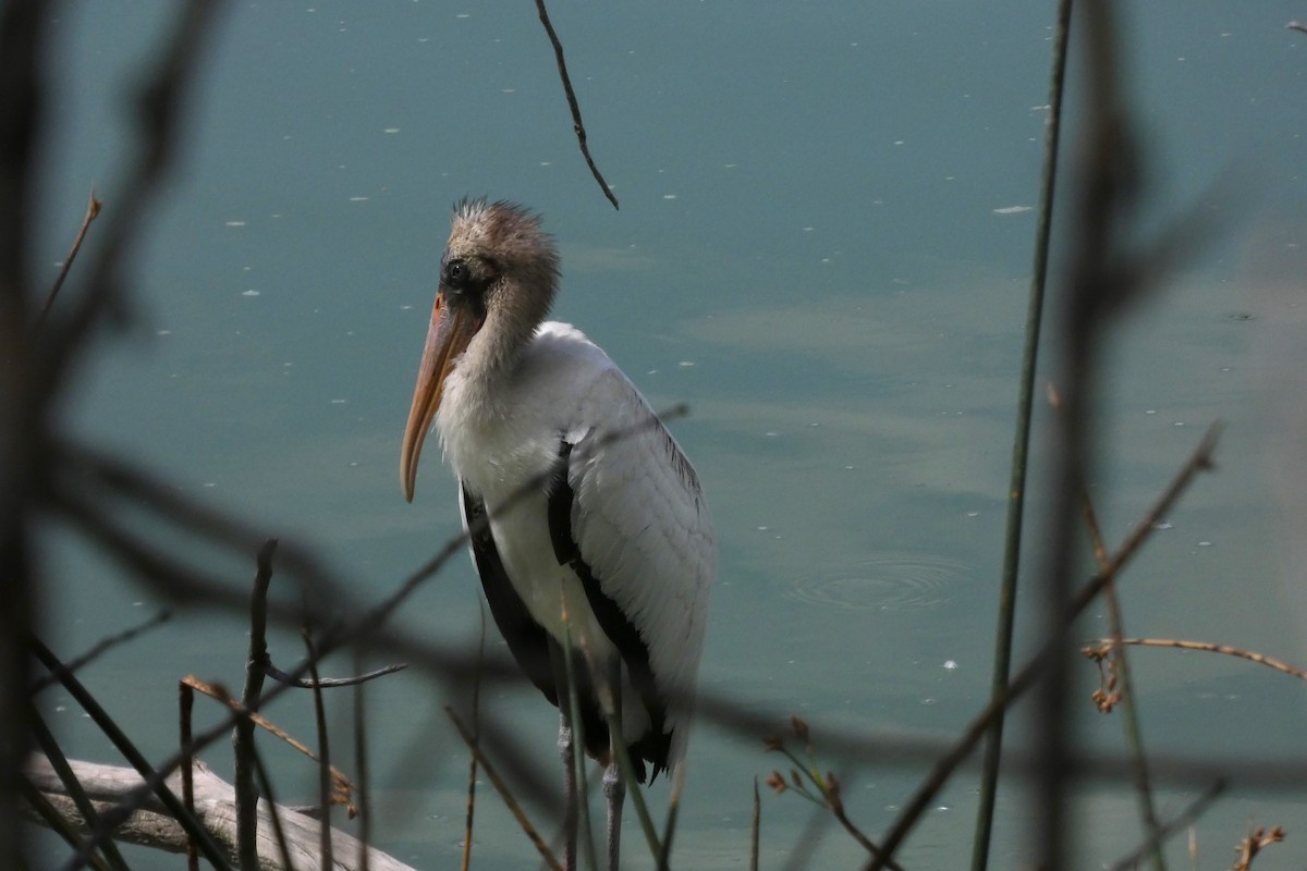 Wood Stork - ML644408300