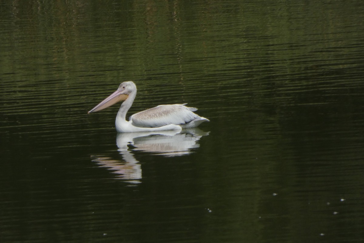 American White Pelican - ML644408302