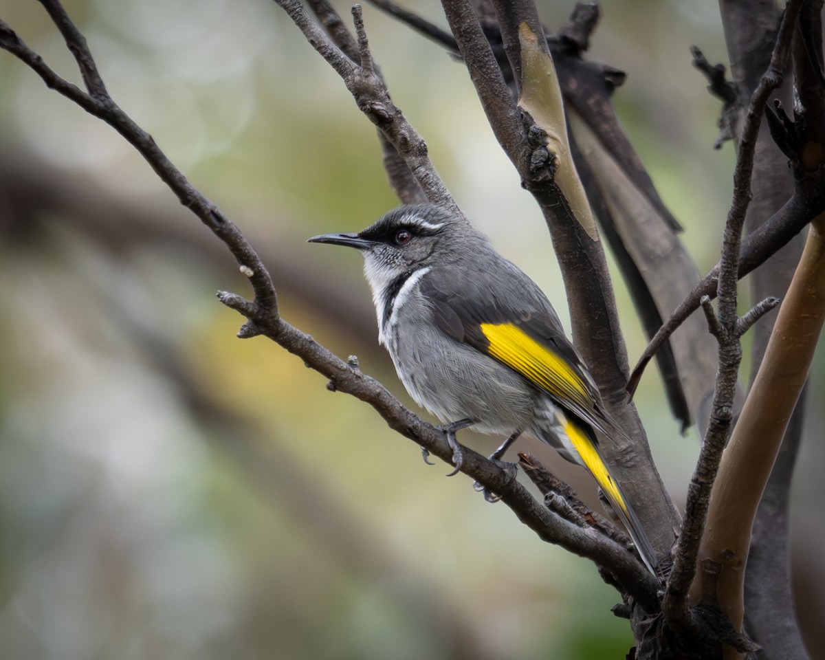 Crescent Honeyeater - ML644408303