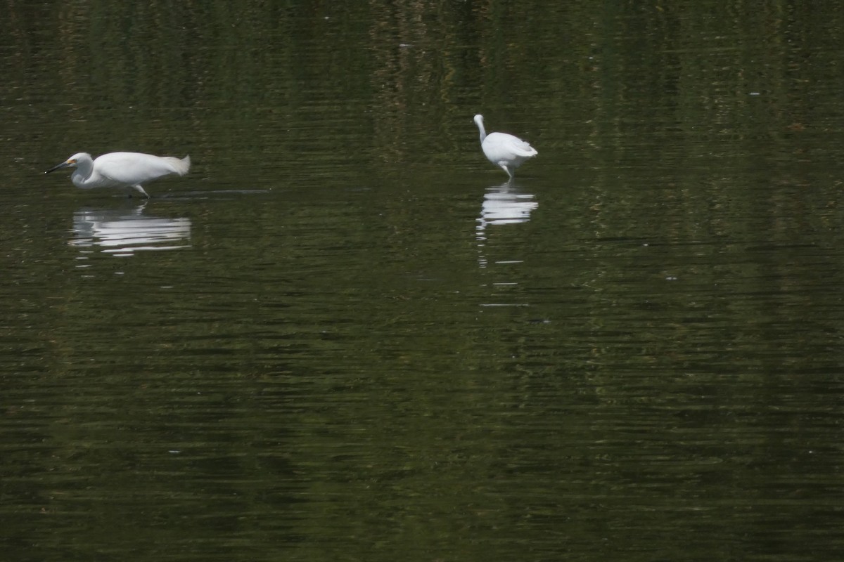 ユキコサギ - ML644408308