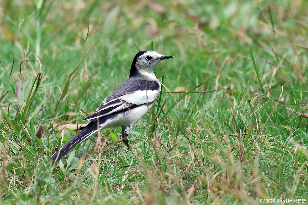 Bachstelze - ML644408317