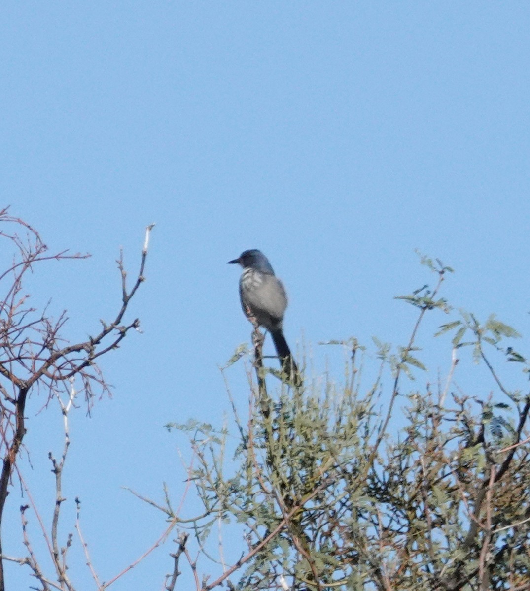 Woodhouse's Scrub-Jay - ML644408323