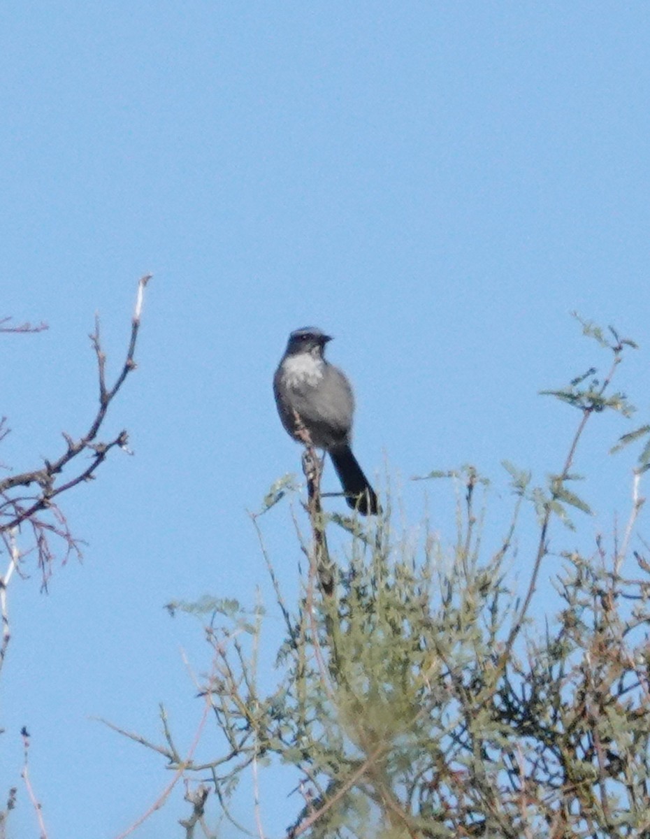 Woodhouse's Scrub-Jay - ML644408324