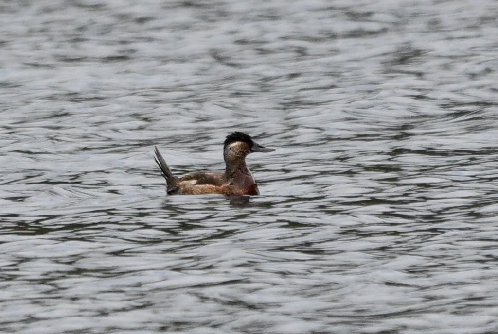 Ahate herdoiltsua - ML644408360