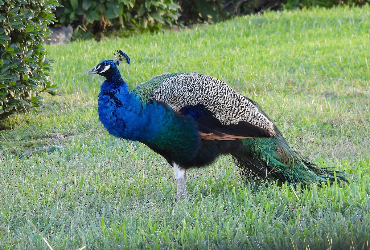 Indian Peafowl - ML644408363