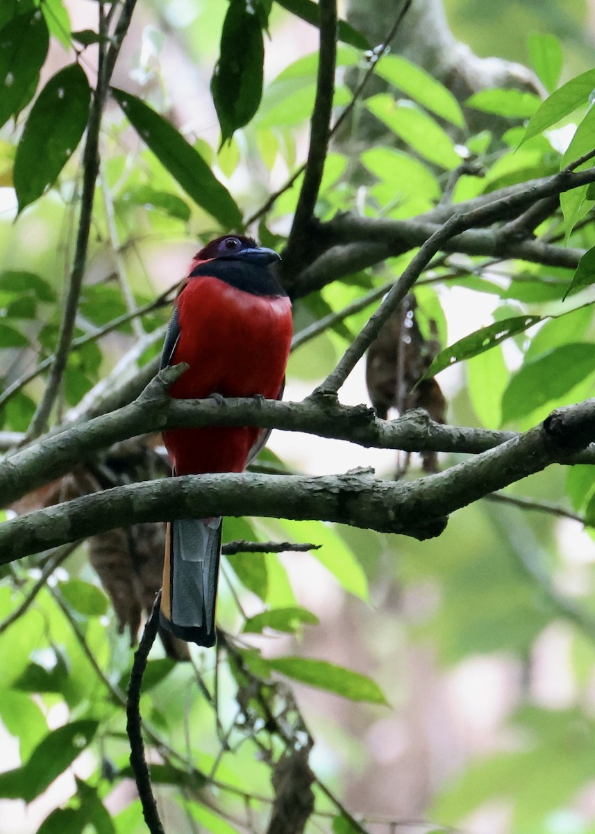 Diard's Trogon - ML644408365