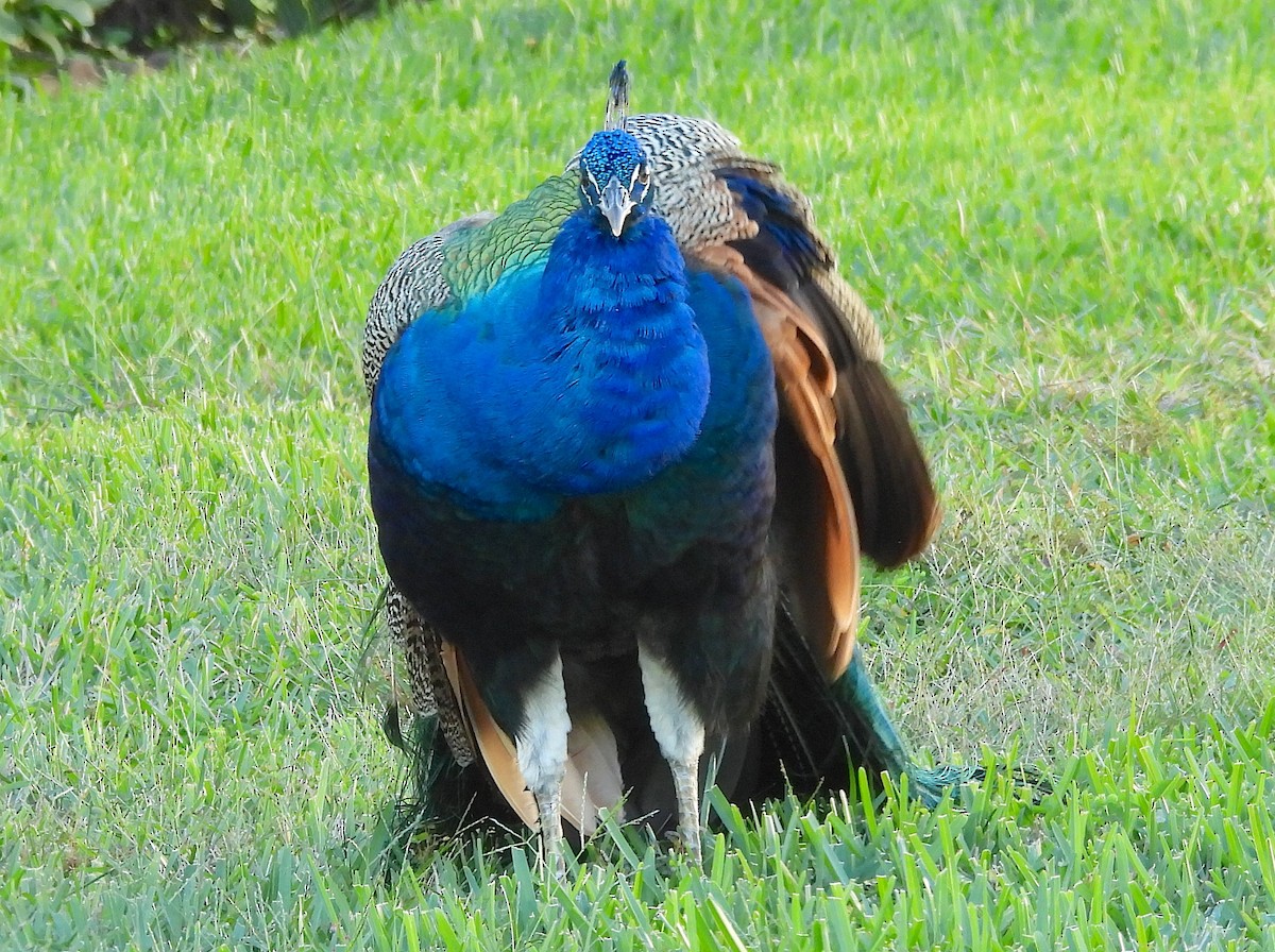 Indian Peafowl - ML644408366