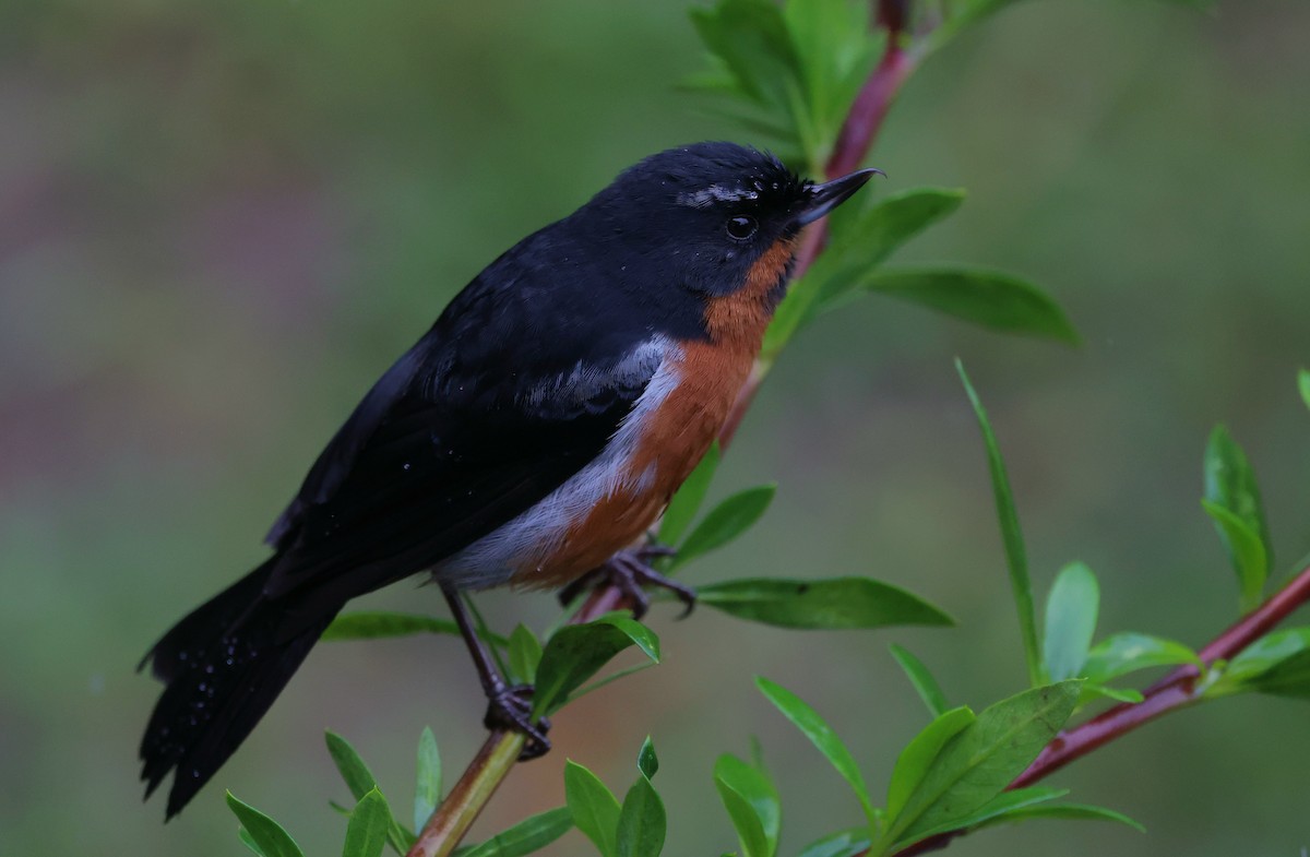 Black-throated Flowerpiercer - ML644408367
