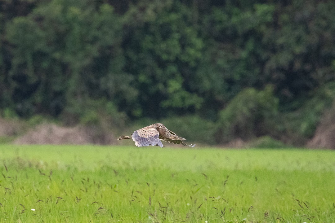Pinnated Bittern - ML644408369