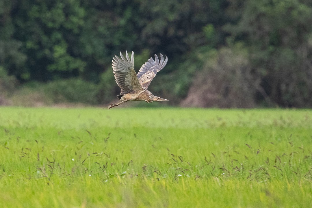 Pinnated Bittern - ML644408370