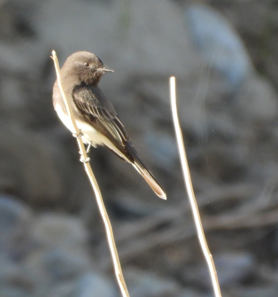 Black Phoebe - ML644408372