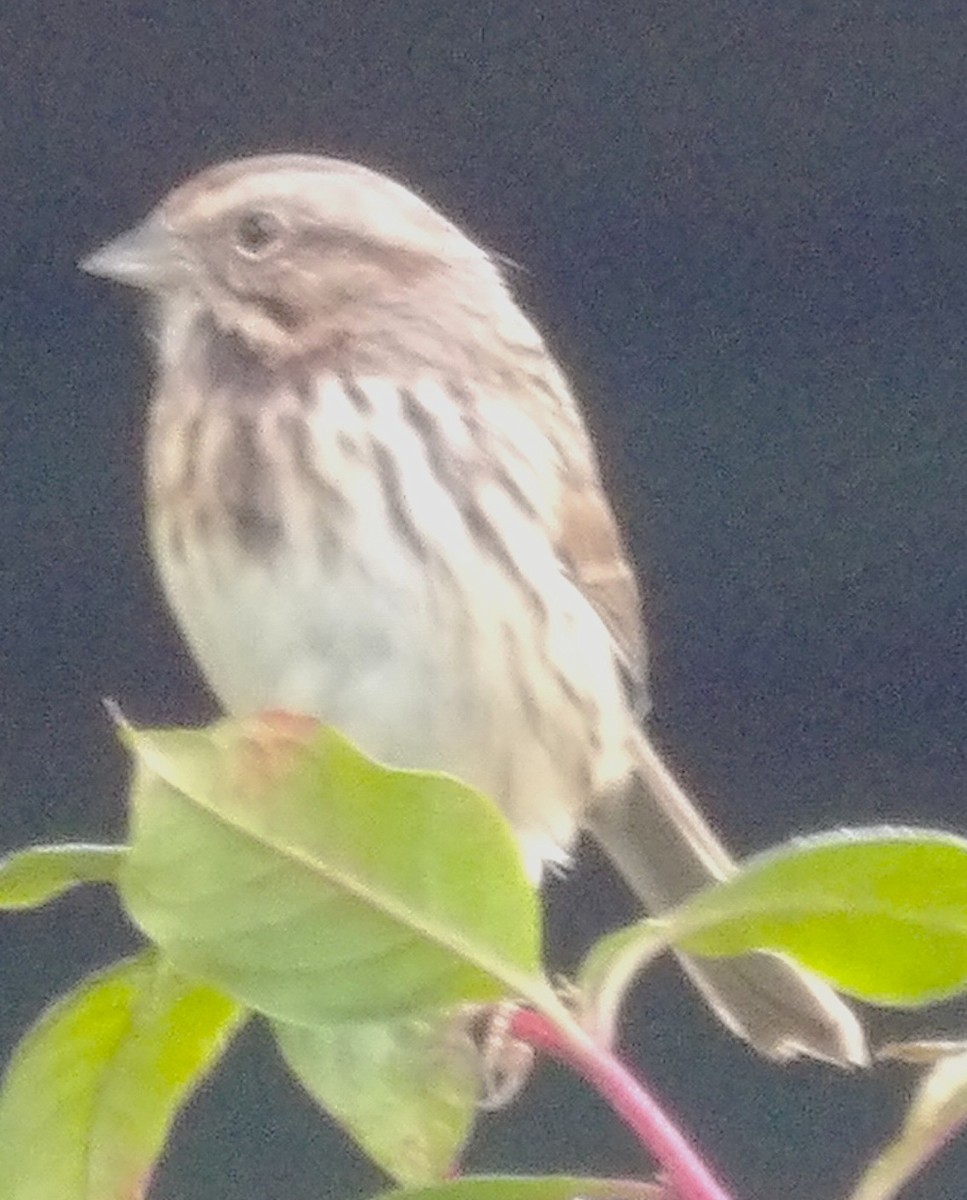 Song Sparrow - ML644408373
