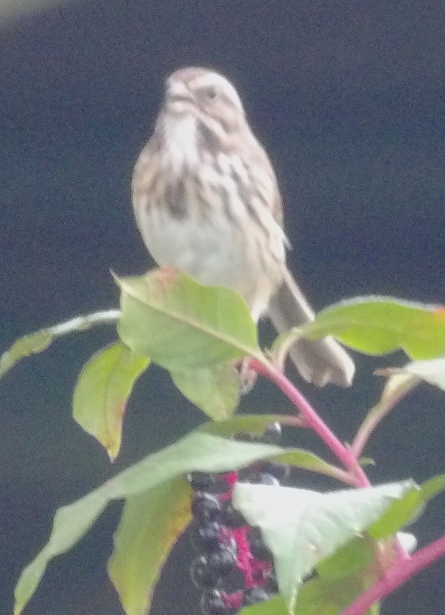 Song Sparrow - ML644408374
