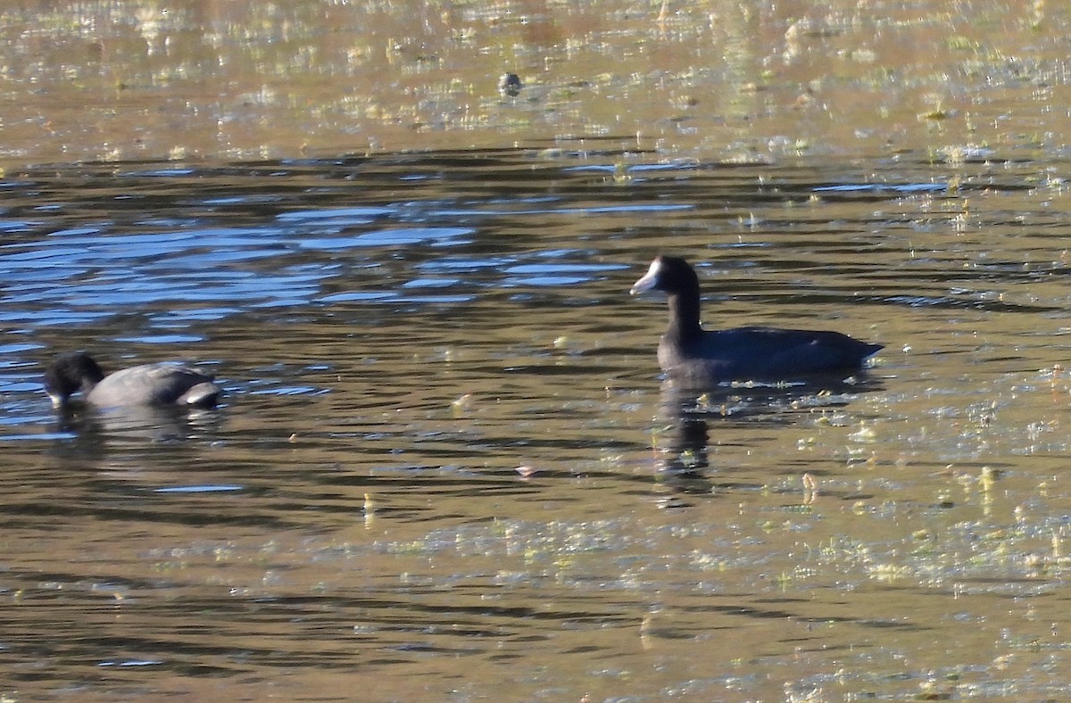 American Coot - ML644408375