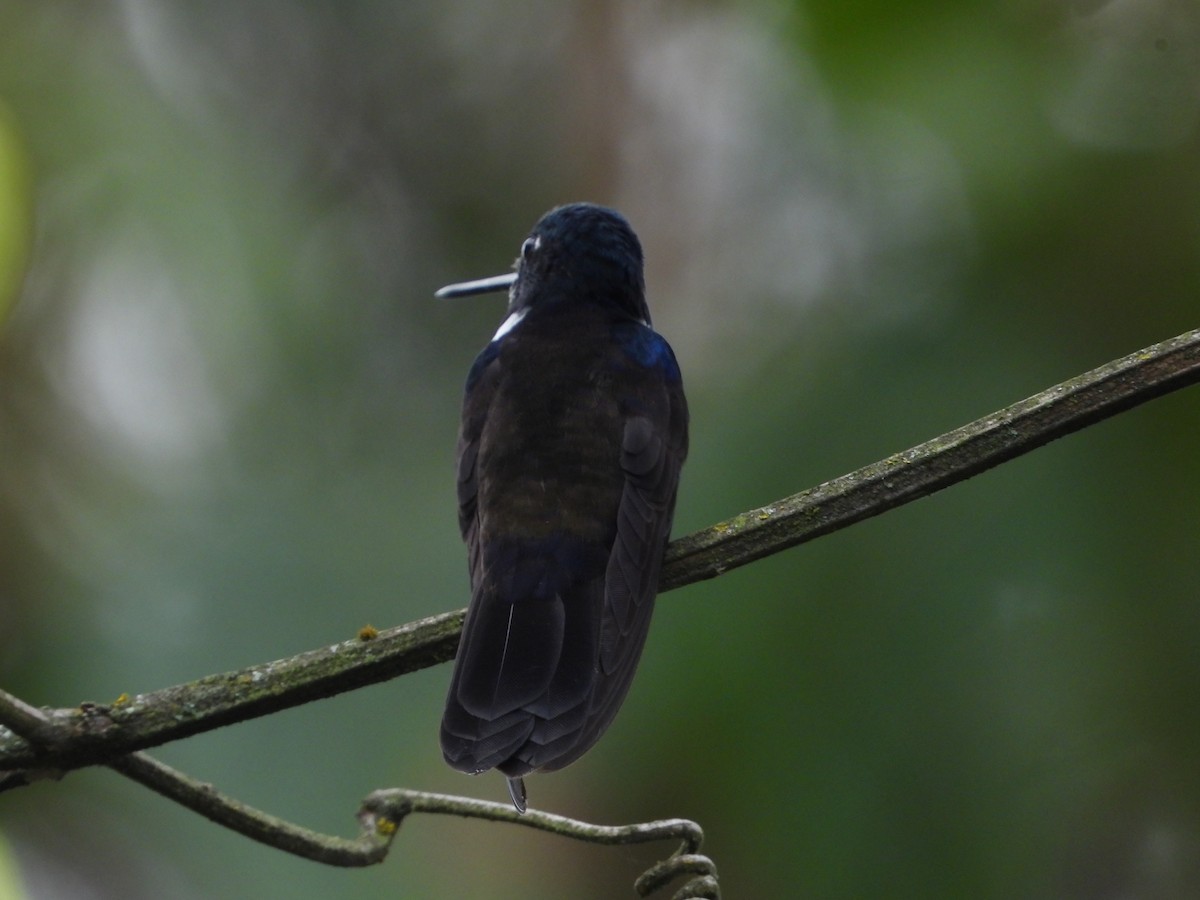 Black Inca - ML644408377