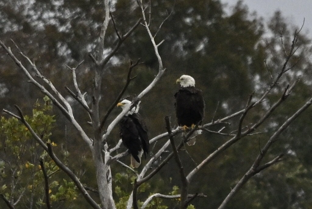 Bald Eagle - ML644408378