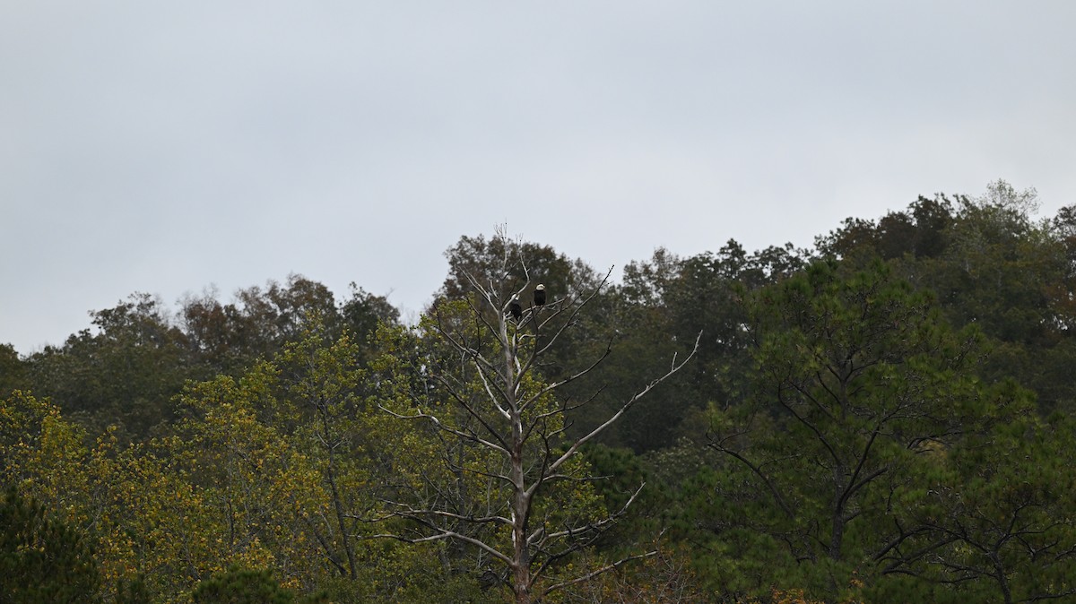 Bald Eagle - ML644408379