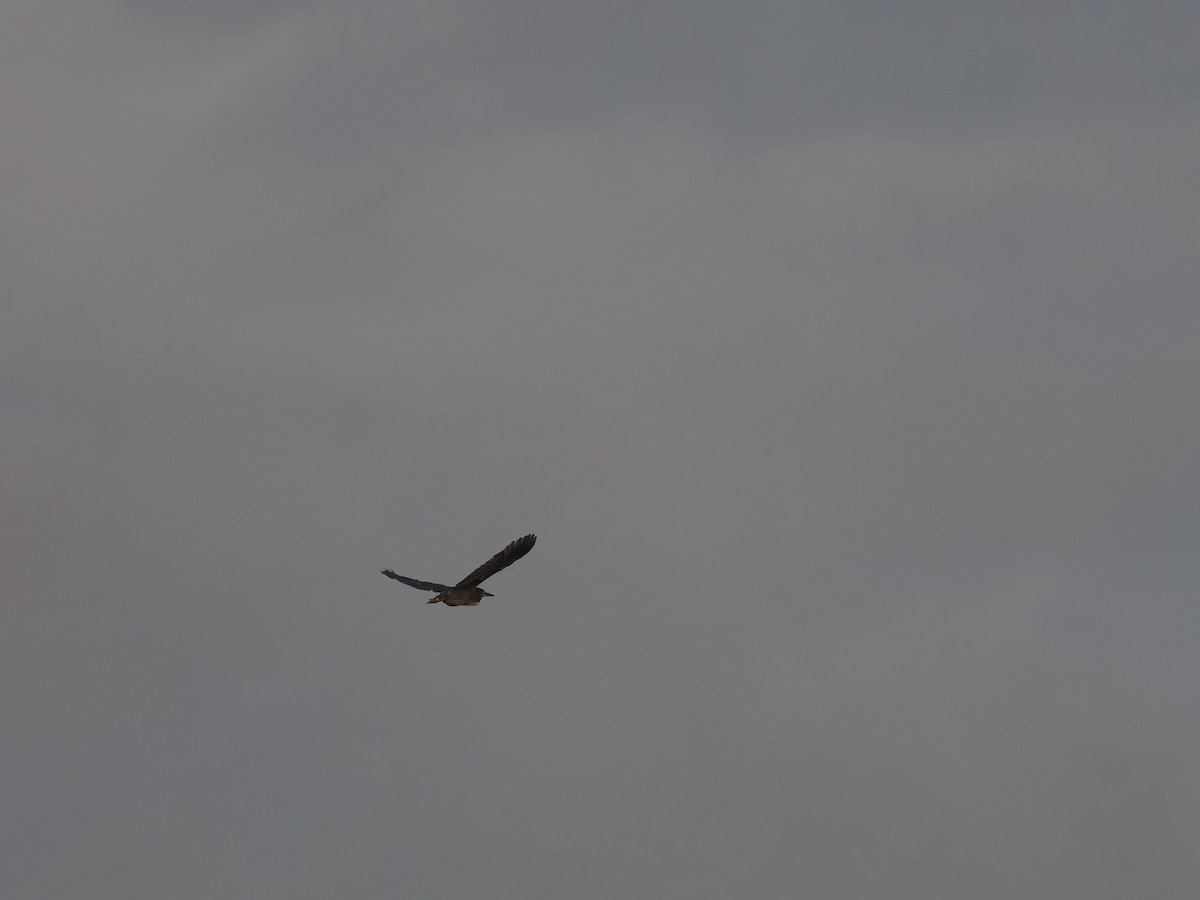 Green Heron - ML644408380