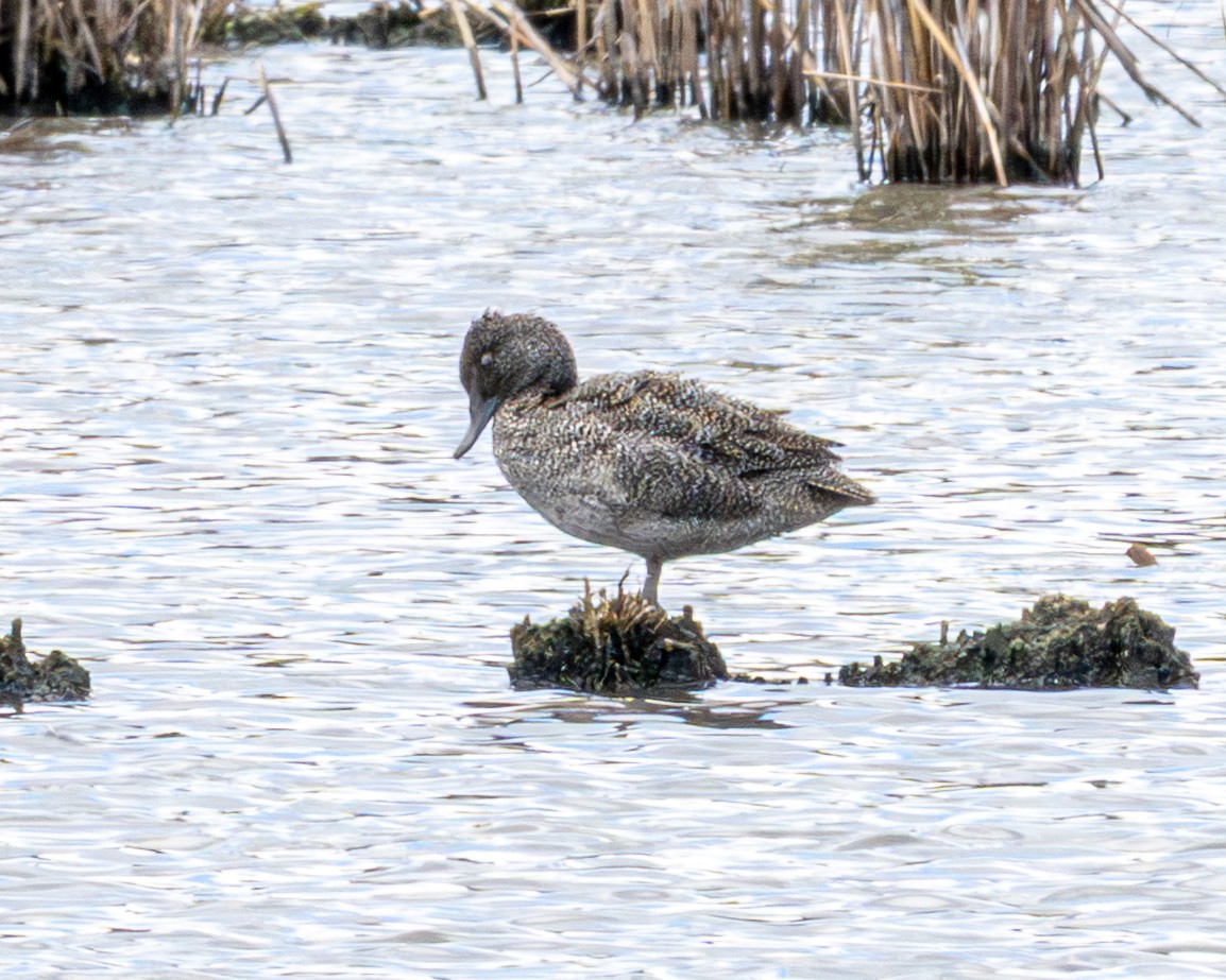 Freckled Duck - ML644408382