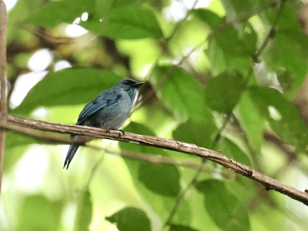 Verditer Flycatcher - ML644408383