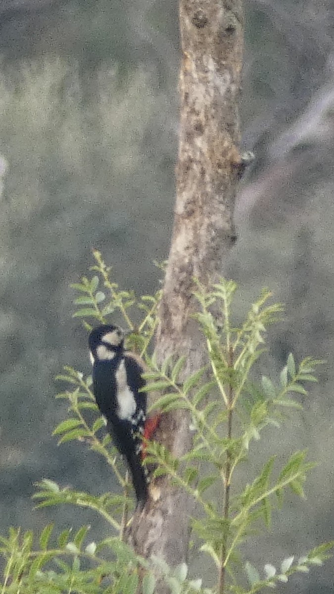 Great Spotted Woodpecker - ML644408384
