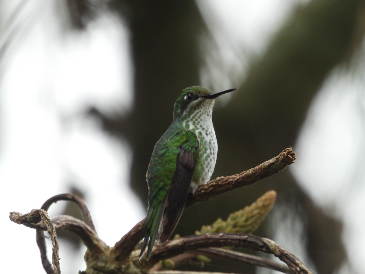 White-booted Racket-tail - ML644408385