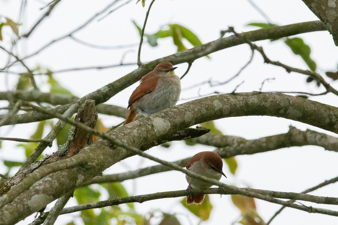 Yellow-chinned Spinetail - ML644408386