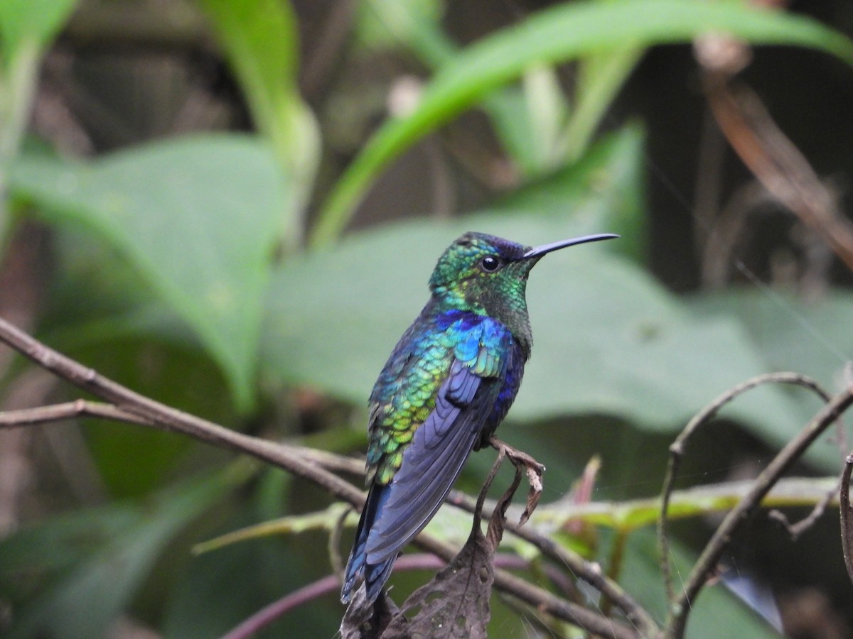 Crowned Woodnymph - ML644408390