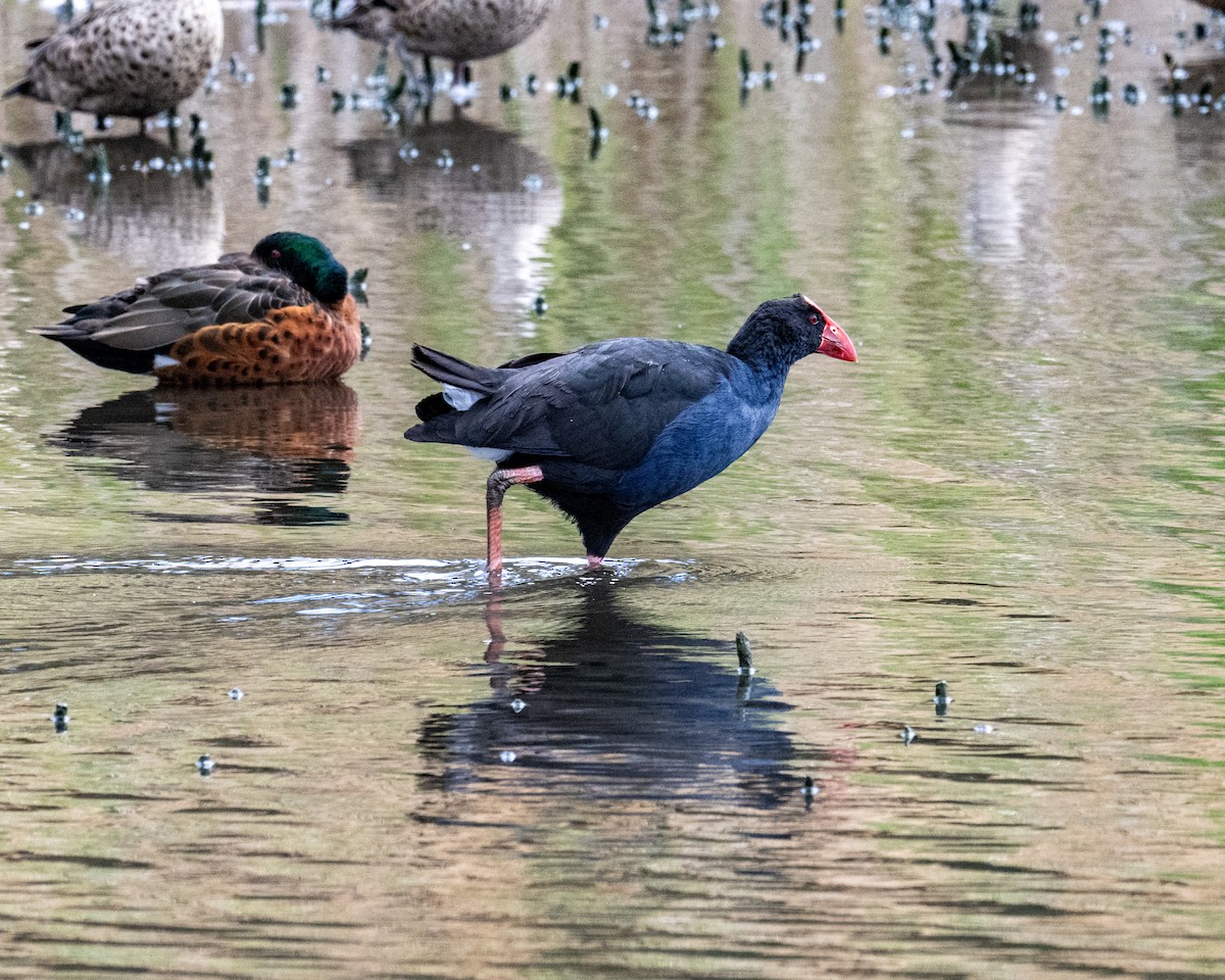 Australasian Swamphen - ML644408391