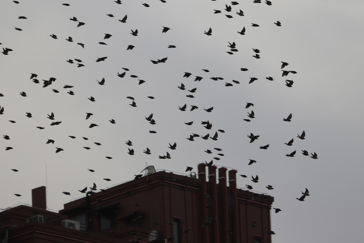 White-cheeked Starling - ML644408392