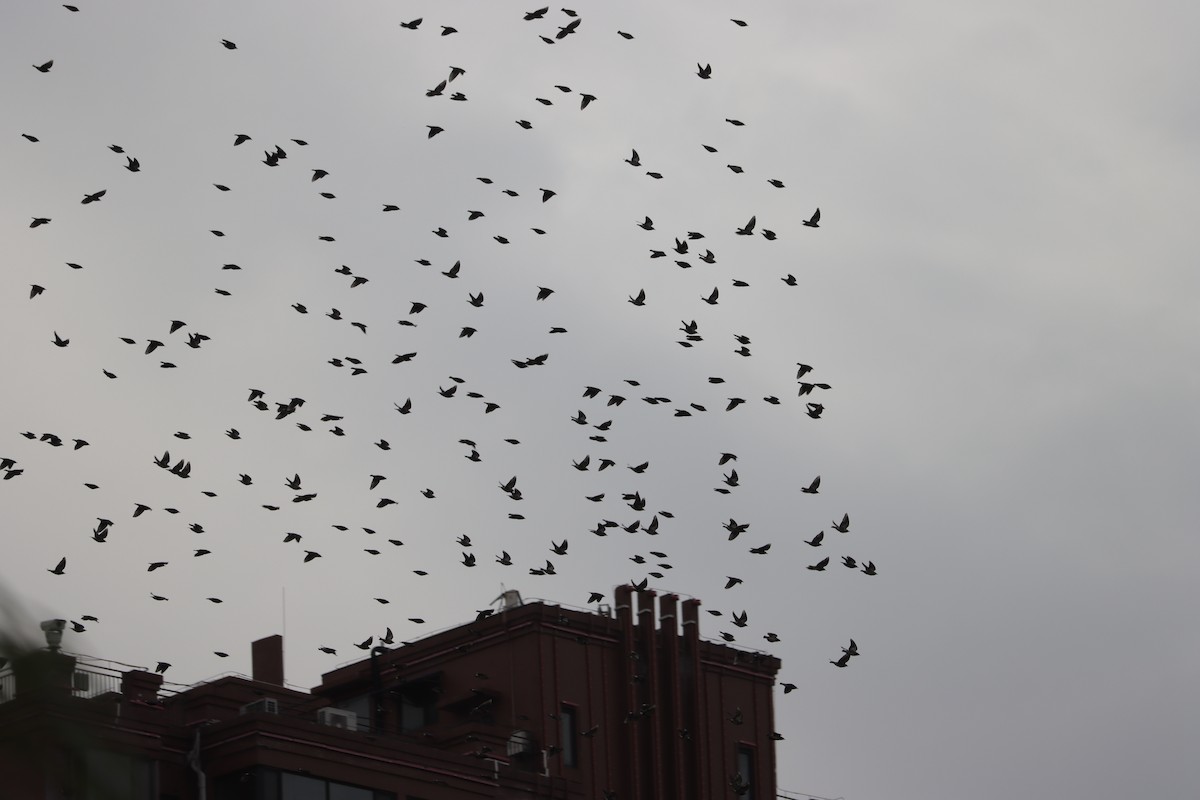 White-cheeked Starling - ML644408393