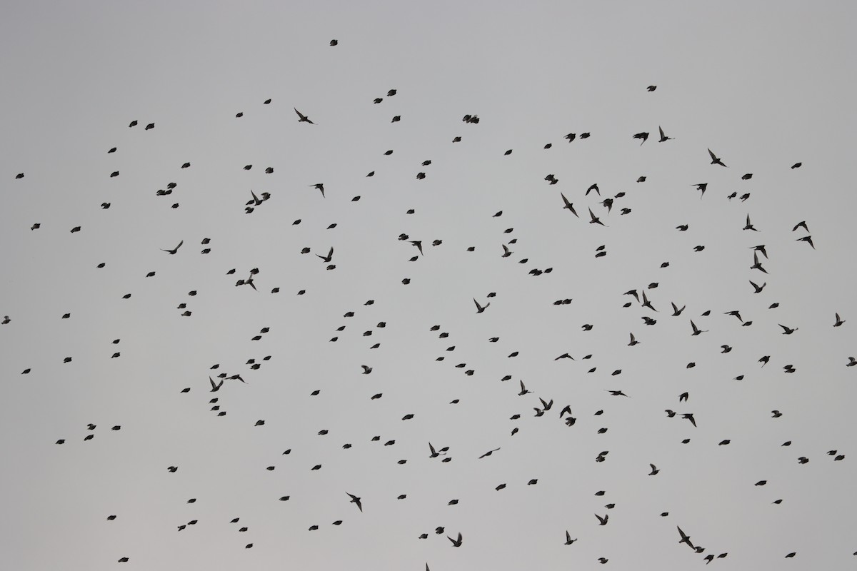 White-cheeked Starling - ML644408394