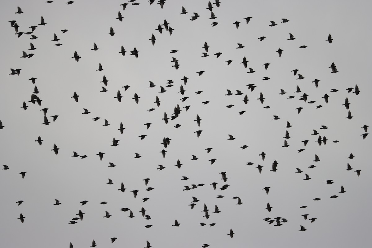 White-cheeked Starling - ML644408396