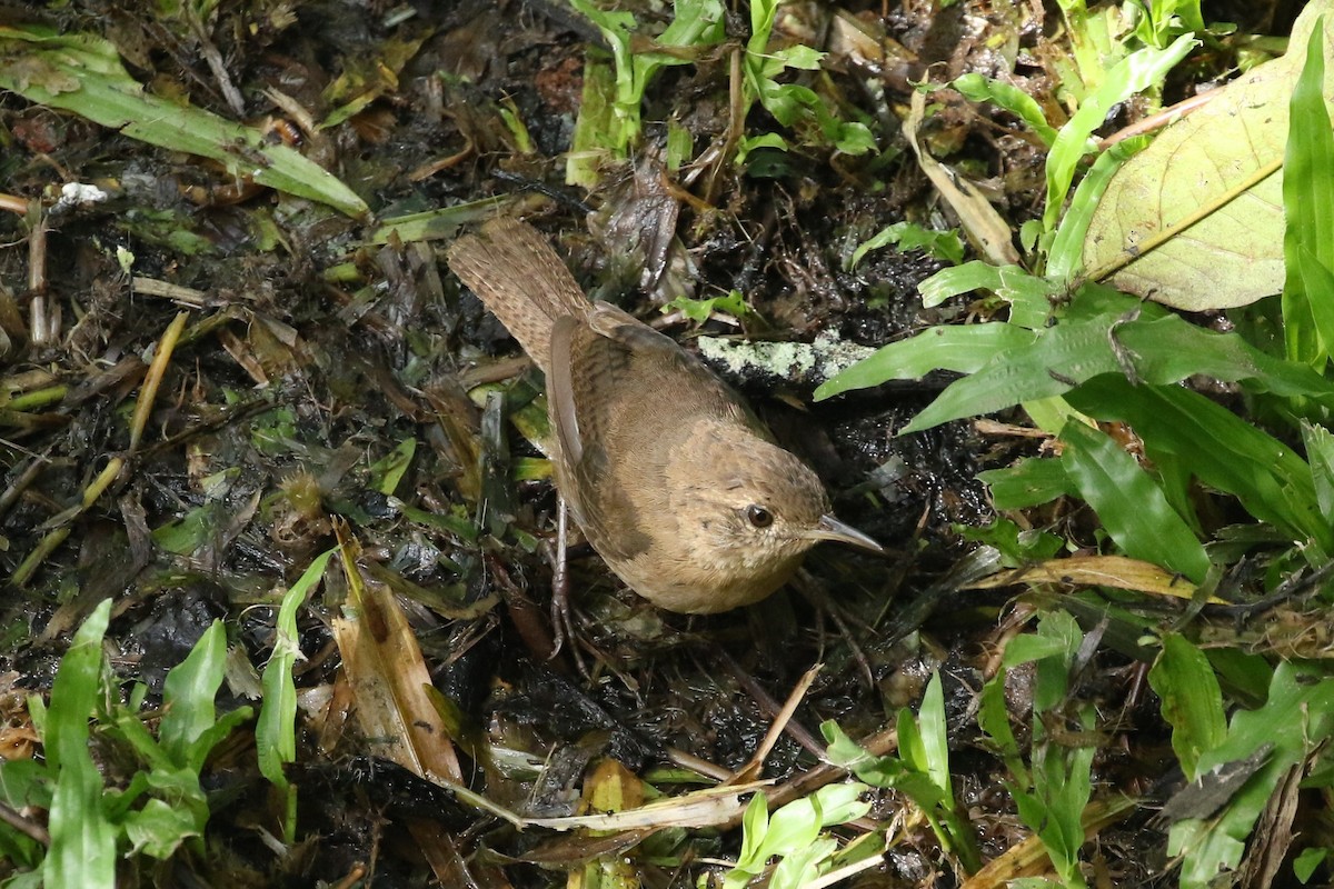 Southern House Wren - ML644408397