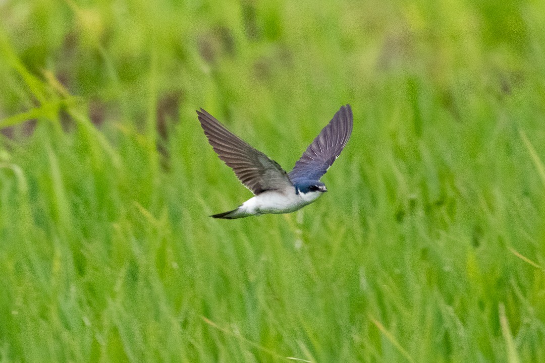 White-rumped Swallow - ML644408398