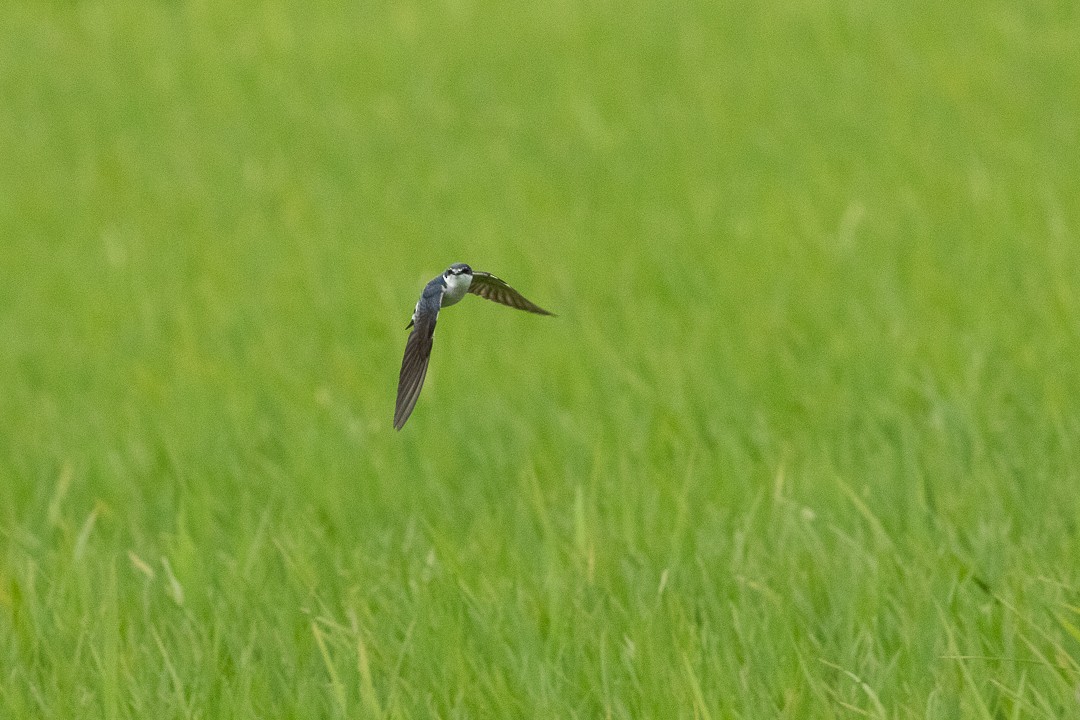 White-rumped Swallow - ML644408399