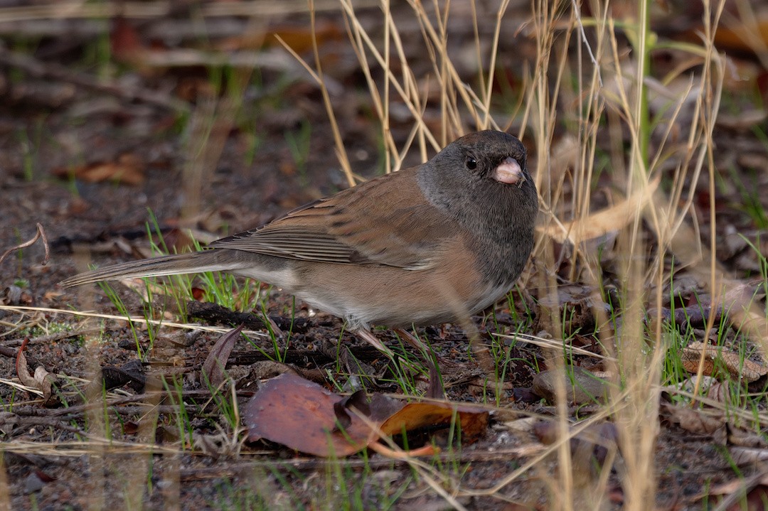 Dark-eyed Junco (Oregon) - ML644408400