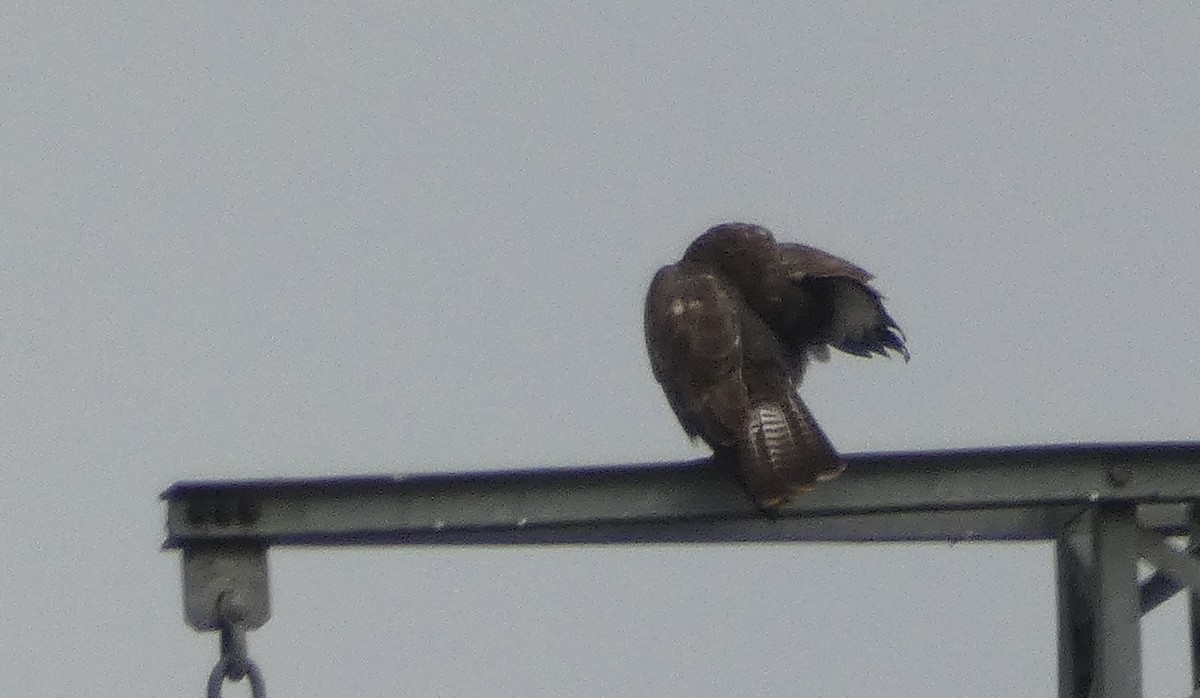 Common Buzzard - ML644408401